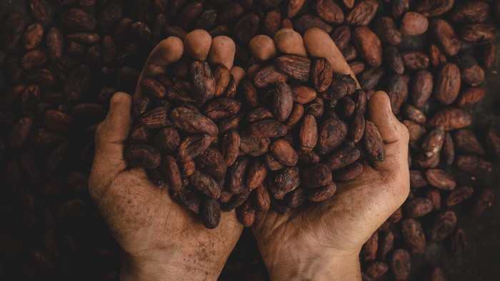 organic cocoa beans